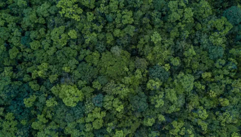 Top of trees in a forest
